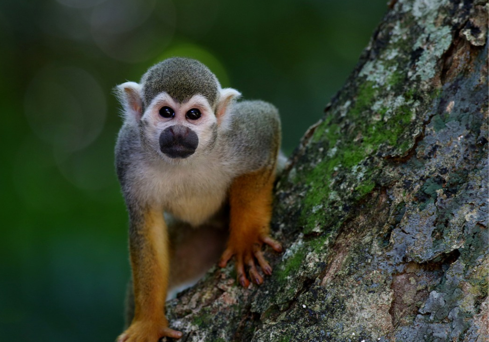 crédito de biodiversidade